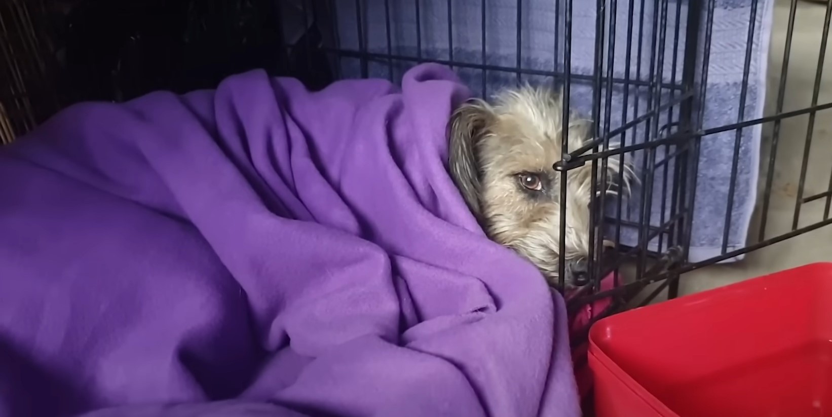 dog covered with purple blanket