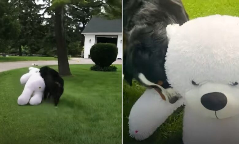 This Adorable Dog Received The Most Incredible Gift By A Mysterious Person 