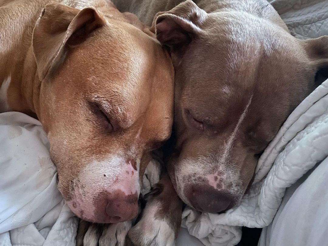 close-up photo of two dogs sleeping