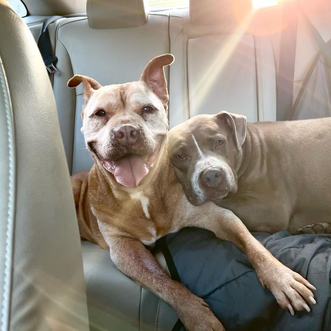 photo of two dogs in a car