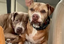 Grieving Senior Dogs Keep Snuggling Each Other For Comfort After Losing Their Best Friend