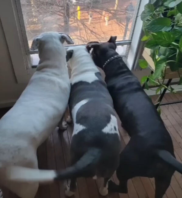 three dogs looking through the window