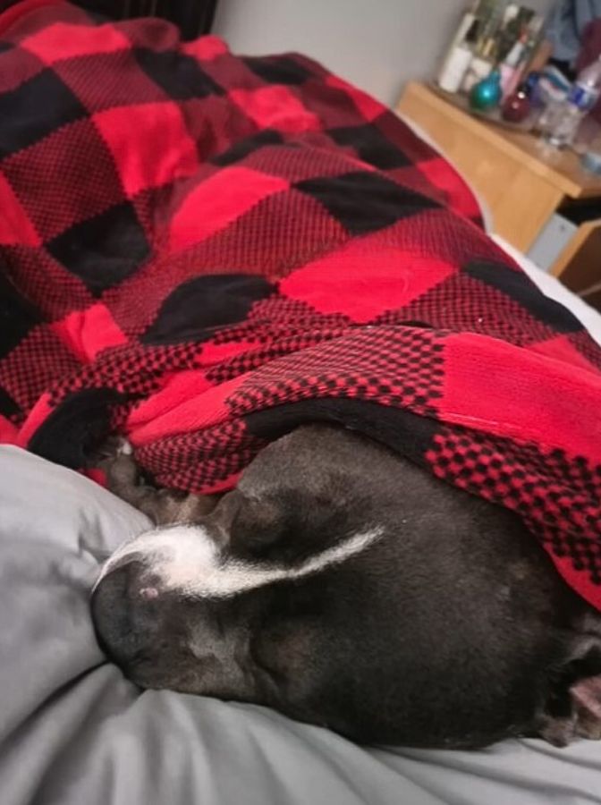 dog covered with a blanket