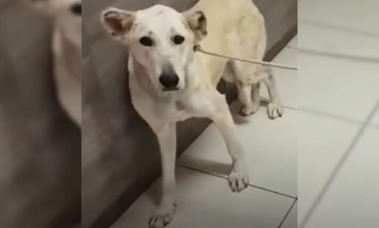 This Scared Puppy Was Almost Euthanized But Then Someone Amazing Stepped In