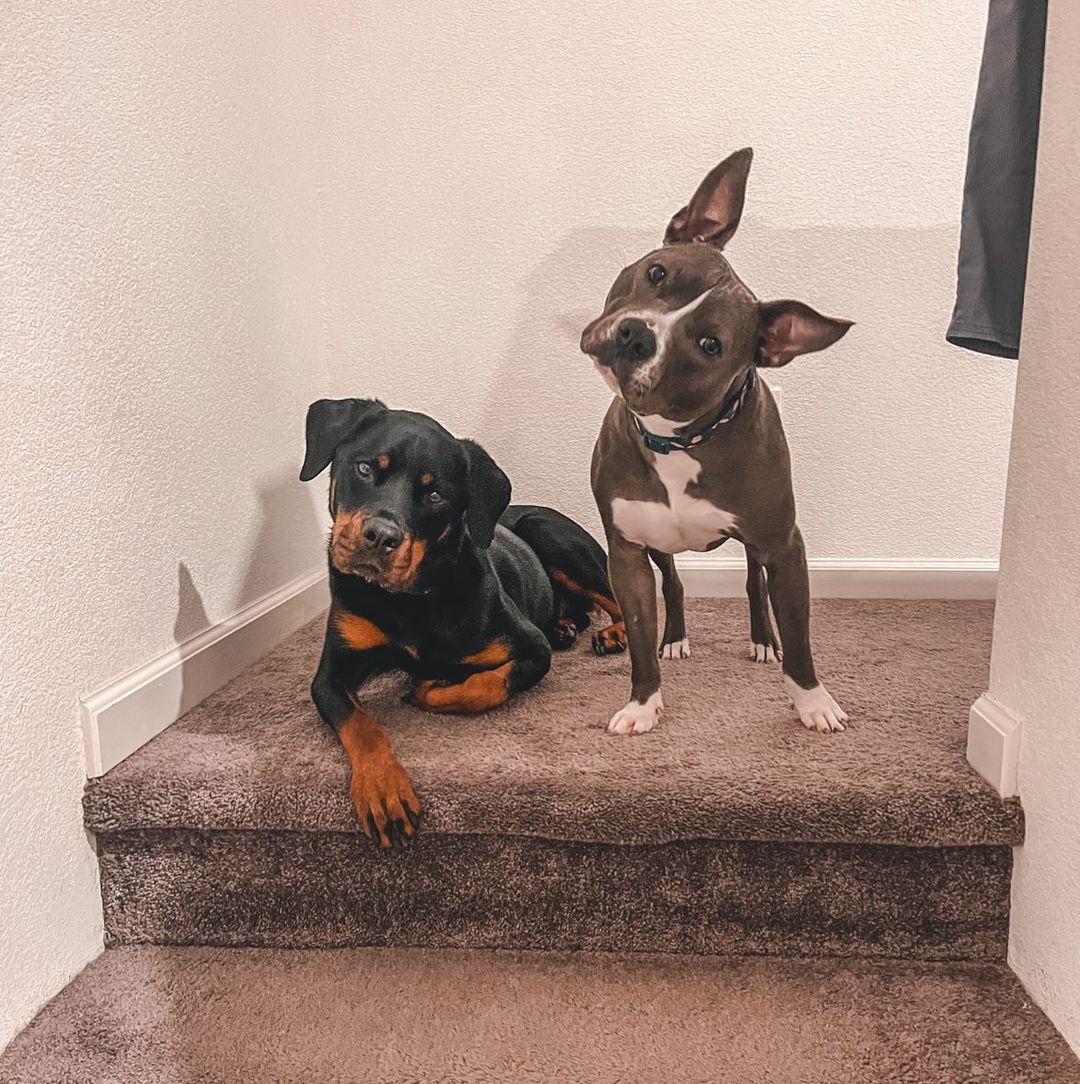 two dogs on top of the stairs