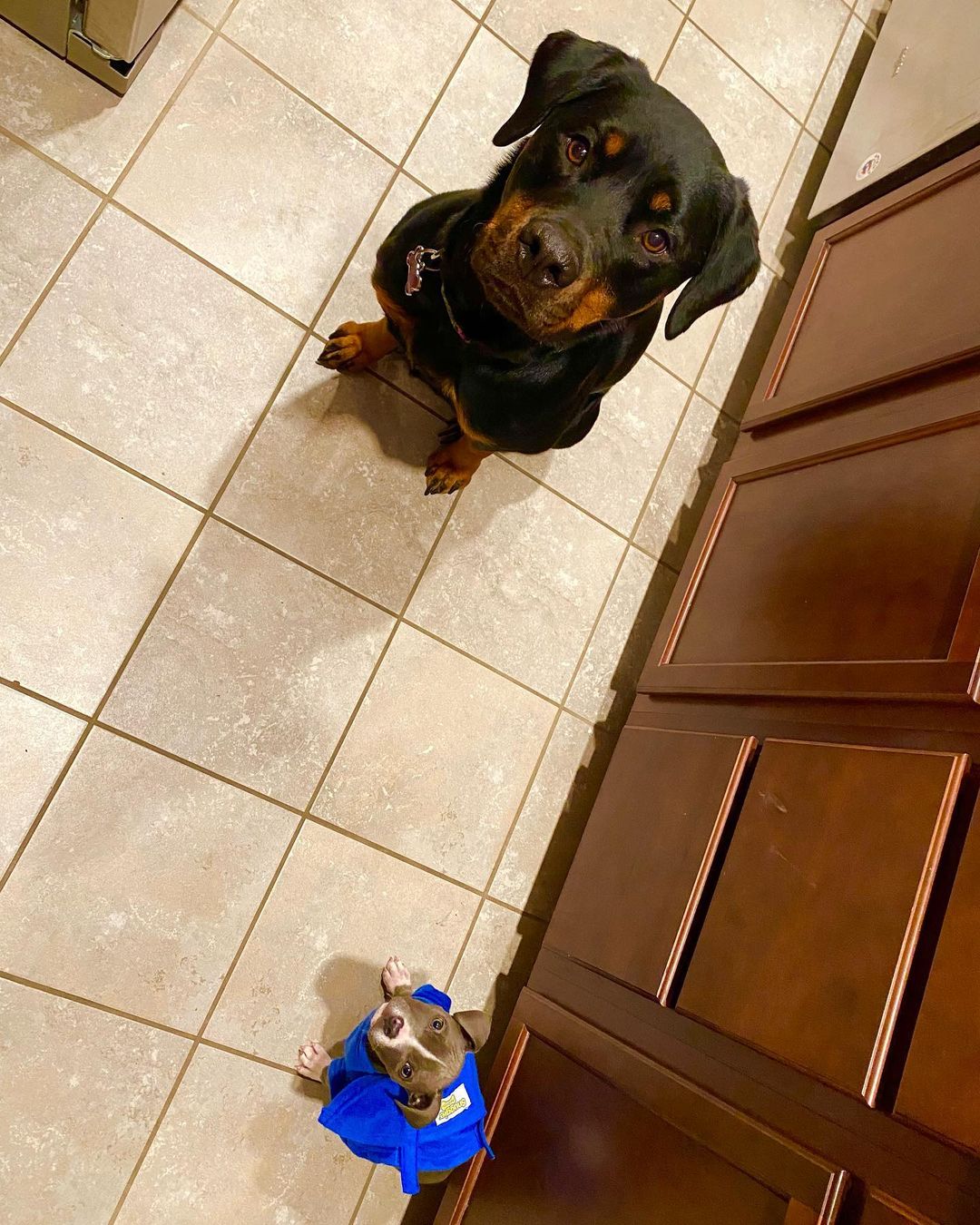 dog and puppy sitting on tile floor