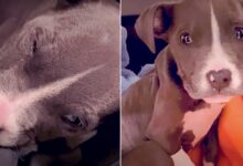 This Poor Puppy Who Was Really Sick Makes An Amazing Recovery