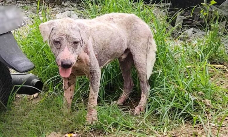 A Hairless Dog Left Near A Gas Station Is Given A Complete Makeover By His Rescuers