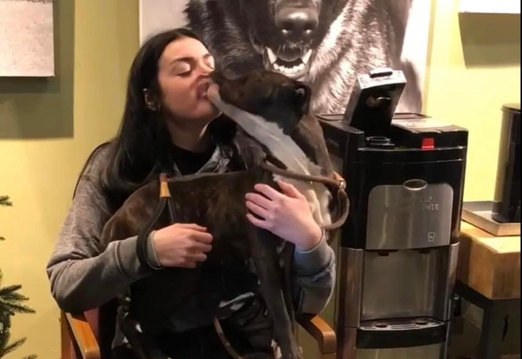 dog kissing woman at home