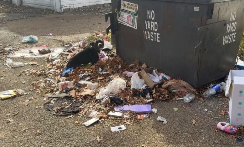 The Rescue Team Felt Deeply Saddened To Find A Defenseless Pup Tied To A Dumpster
