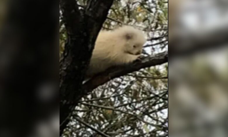 Family Noticed Something Strange Moving In The Tree And Were Surprised To Learn What It Was