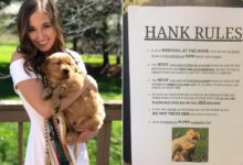 This Sweet Golden Retriever From Ohio Comes With A Strict Manual For New Visitors