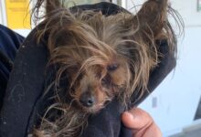 A Sweet Yorkie Who Was Dumped At A Shelter Gets A New Chance