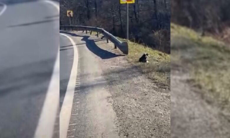 Woman Was Surprised To Hear Strange Noises Near The Road So She Went To Check It Out