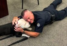 Shelter Pup Takes a Brief Tour Of The Department, Ends Up Joining The Police Family