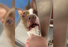 Shelter Dog Reaches 1,000-Day Milestone And Gets A Spectacular Surprise
