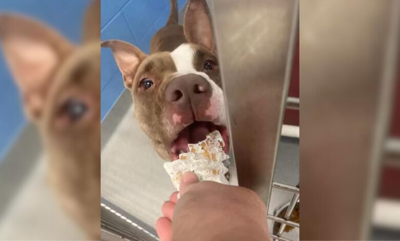 Shelter Dog Reaches 1,000-Day Milestone And Gets A Spectacular Surprise