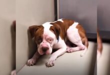 The Sad Pittie Who Kept Trembling After His Owners Gave Him Up Finds The Perfect Family