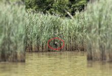 Kayaker Was Just Minding His Business When He Spotted Something Strange In The Reeds