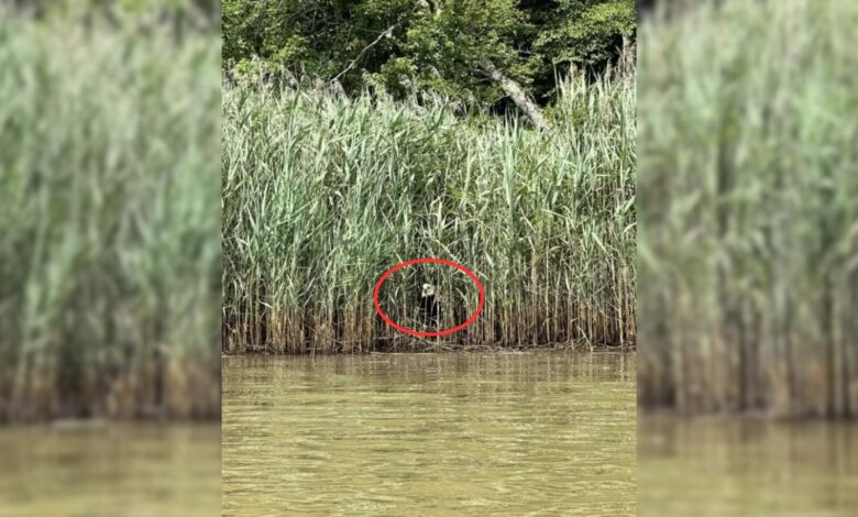 Kayaker Was Just Minding His Business When He Spotted Something Strange In The Reeds