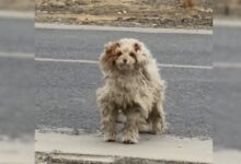 Woman Noticed A Severely Matted Stray Dog On The Road And Went To Help Him