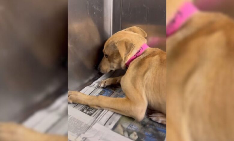 Rescue Staff Felt Heartbroken To See A Frightened Shelter Puppy Trembling In A Kennel Corner