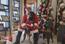 The Vet Dresses Up As Santa For Shelter Cats And Dogs, Bringing Furry Christmas Magic