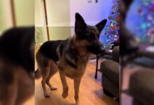 This German Shepherd Was So Delighted By His Amazing Christmas Surprise