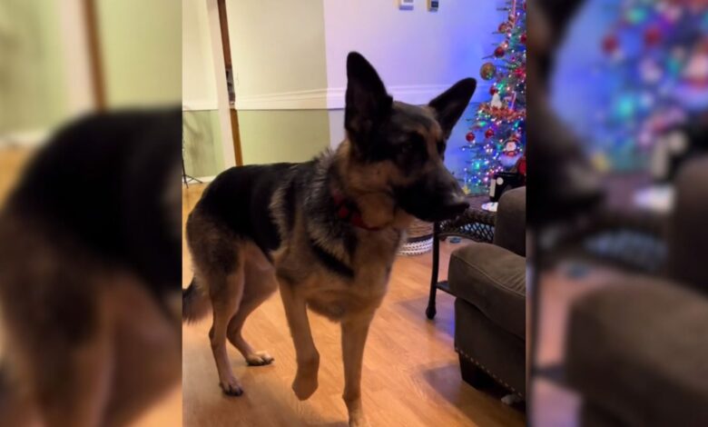 This German Shepherd Was So Delighted By His Amazing Christmas Surprise