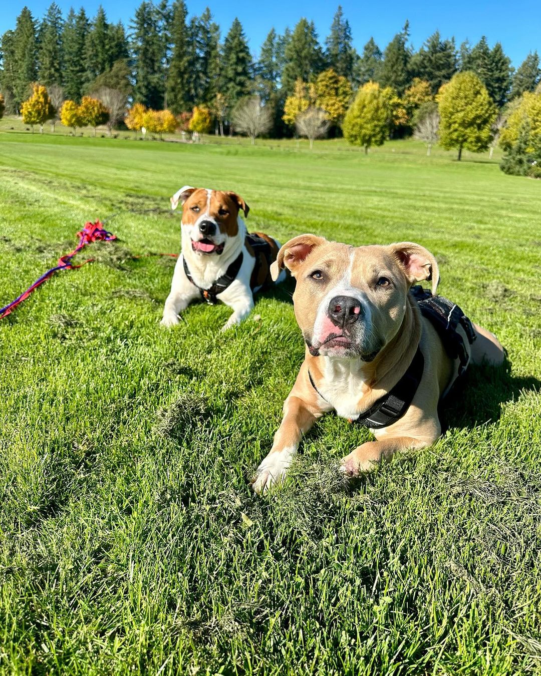 two dogs laying down on a field