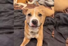 Pittie Learns How To Smile Again After Being Taken Into Her New Home In Oregon