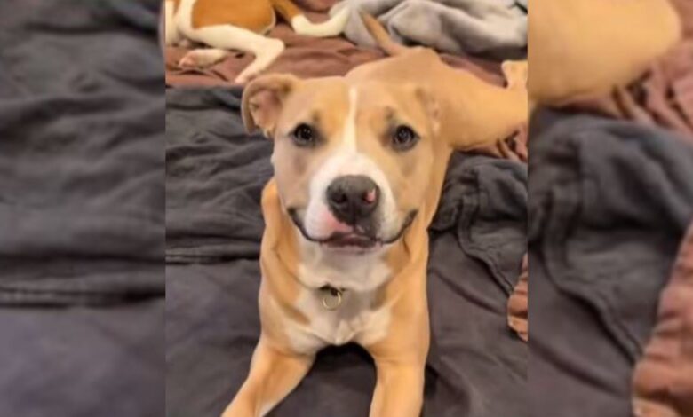 Pittie Learns How To Smile Again After Being Taken Into Her New Home In Oregon