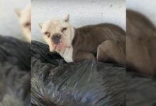 A Stray Dog Sleeping In A Pile Of Trash Is Given A New Chance By His Rescuers