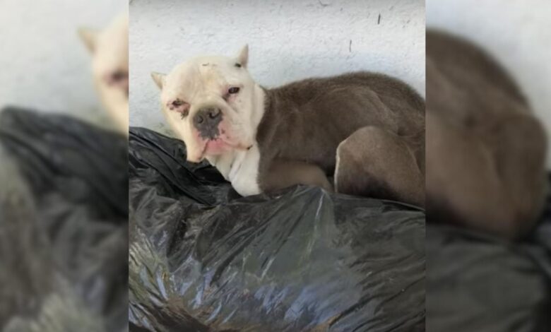 A Stray Dog Sleeping In A Pile Of Trash Is Given A New Chance By His Rescuers