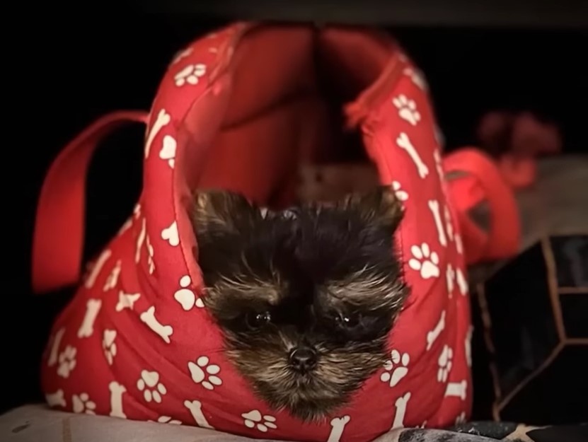 a cute dog peeks out in its carrier