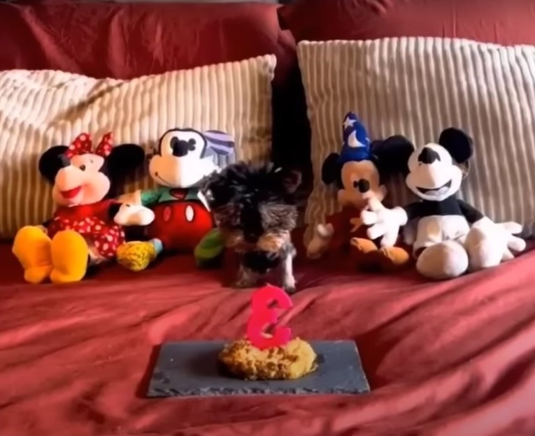 the rescued dog celebrates its third birthday