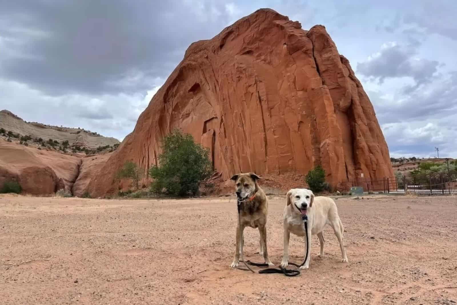two dogs in nature