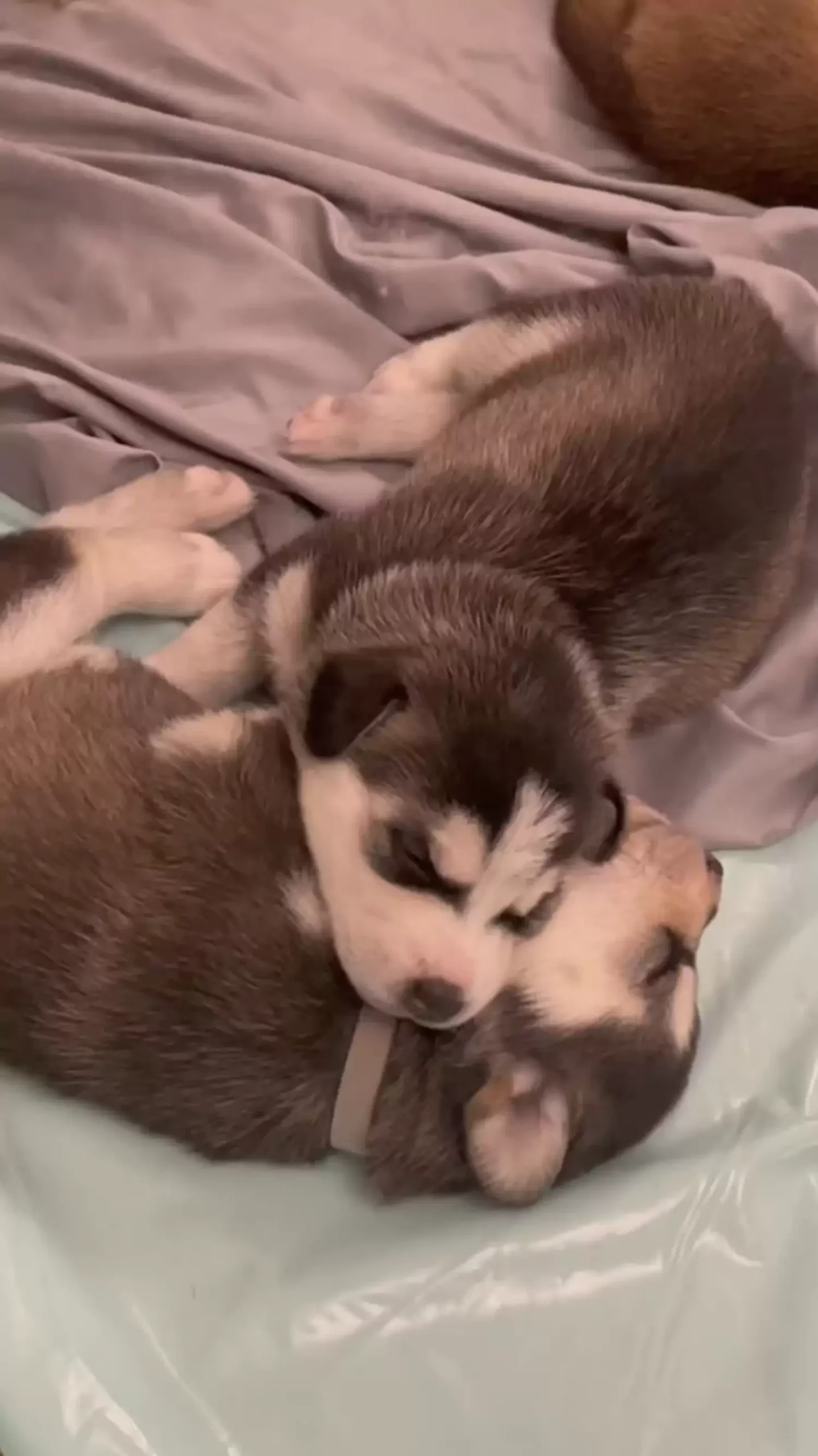 two puppies sleeping side by side on the bed