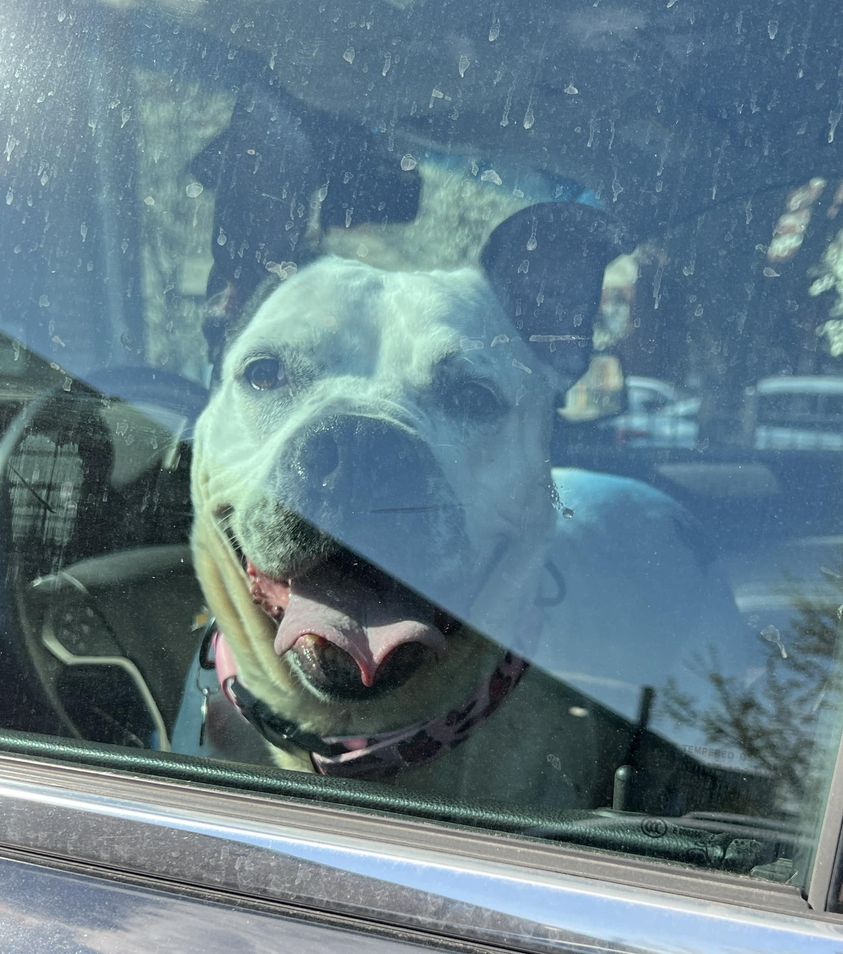 dog looking through car window