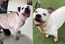 Deaf Dog Was Adopted After 553 Days In The Shelter, Today She Hears Everything With Her Heart