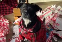 Adorable Dog Who Loves Christmas Gets The Best Surprise Ever