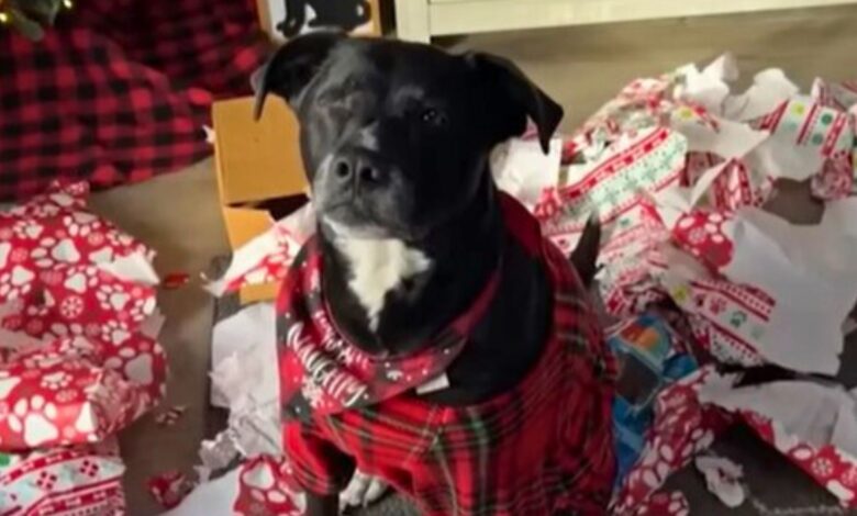 Adorable Dog Who Loves Christmas Gets The Best Surprise Ever
