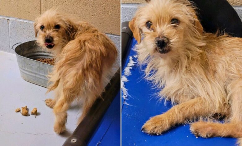 Anxious Pup Saved From Euthanasia Is A Brand New Dog After Adoption