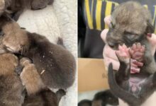 This Woman Had No Idea That The Puppies She Rescued Weren’t Puppies At All