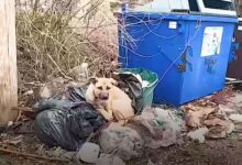 Stray Dog Who Was Found Tied To A Dumpster Refused To Leave His Foster Mom’s Side