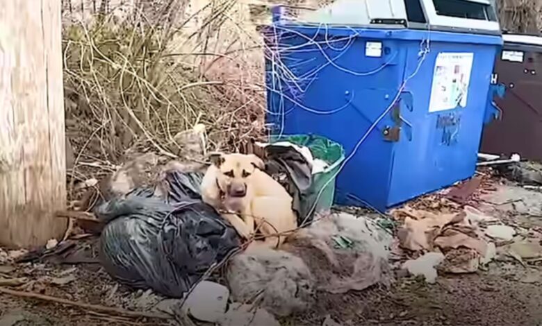 Stray Dog Who Was Found Tied To A Dumpster Refused To Leave His Foster Mom’s Side