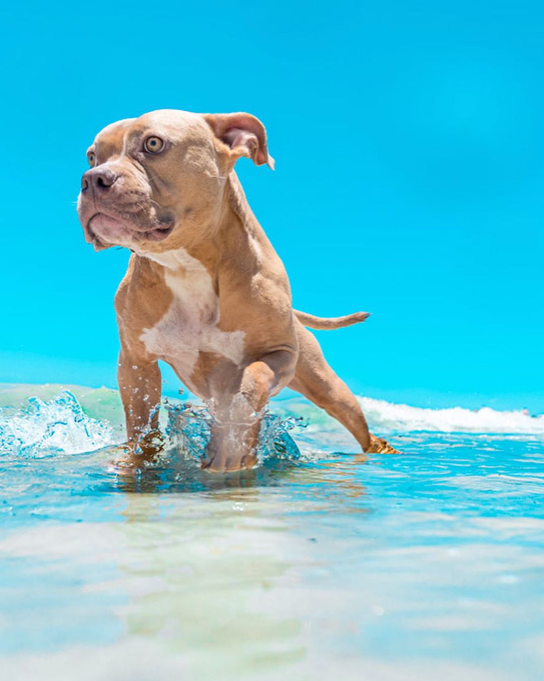dog walking in water