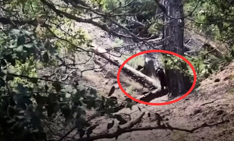 Hiker Was Left Shocked When She Realized Who Was Hiding In The Mountains