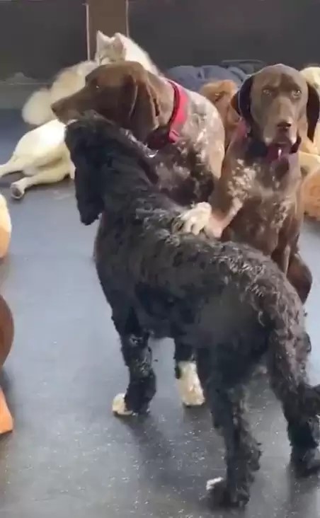 few dogs playing together