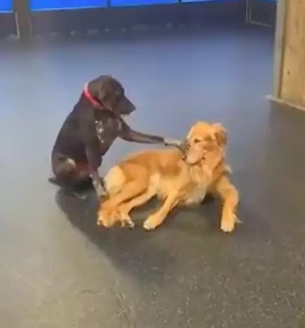 black dog petting brown dog